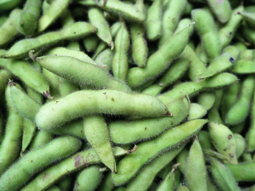 農(nóng)村大嫂巧種優(yōu)質(zhì)蔬菜，年收兩茬創(chuàng)收高，畝收益達(dá)1.2萬元