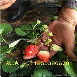 農(nóng)作物種子與種苗 價(jià)格、廠家與批發(fā)采購指南