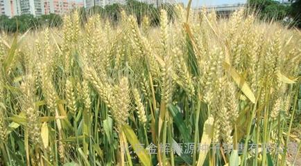 農(nóng)作物種子輪選518小麥種子 購買渠道與市場(chǎng)價(jià)格指南